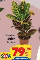 KRATON SALON BİTKİSİ CANLI ÇİÇEK KRATON SALON BİTKİSİ CANLI ÇİÇEK